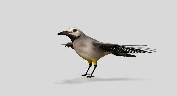 wagtail bird 3D