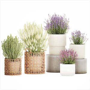 Bushes flowers baskets Calluna lavender rosemary pots decor 3D model
