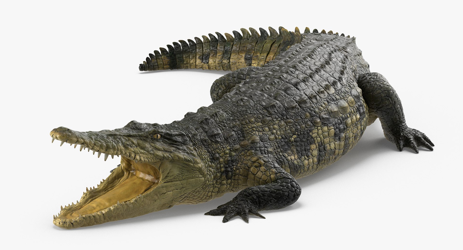 Crocodile Rigged 3D Model 3D model preview