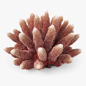Acropora Coral S 03 3D