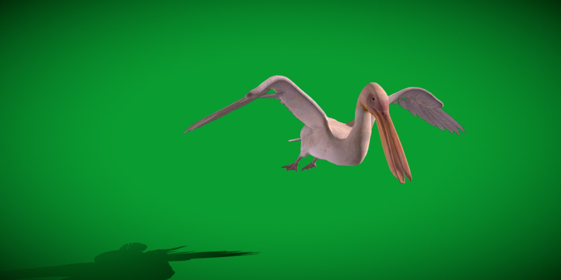 Pelican Bird 3D model https://p.turbosquid.com/ts-thumb/Cs/whntY2/0G/pelican_birds26/png/1740066133/1920x1080/fit_q87/aebfec56247642059490a8a44ca9acb1e92e0190/pelican_birds26.jpg