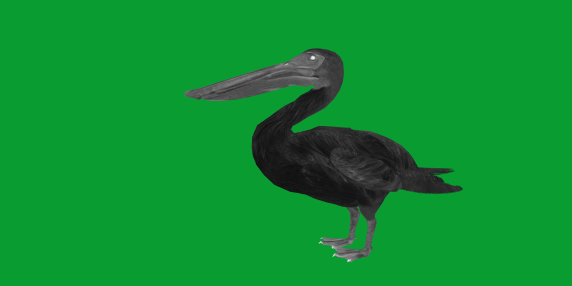 Pelican Bird 3D model https://p.turbosquid.com/ts-thumb/Cs/whntY2/7d/pelican_birds13/png/1740066124/1920x1080/fit_q87/8251f1d52372c5cfc7e03d5bda62783745a8a382/pelican_birds13.jpg