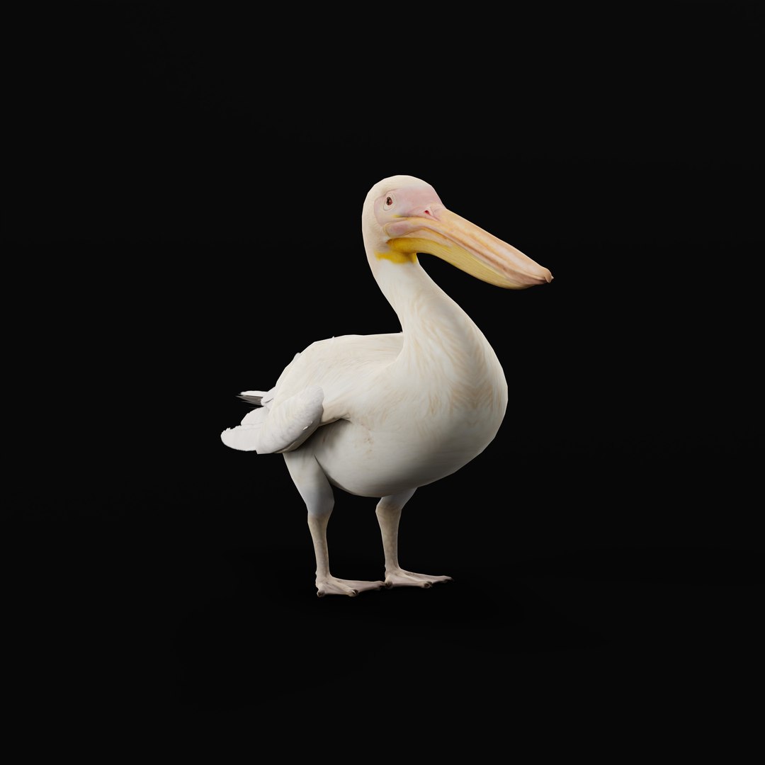 Pelican Bird 3D model https://p.turbosquid.com/ts-thumb/Cs/whntY2/8o/armature/jpg/1740066137/1920x1080/fit_q87/f99b5aa5b1e74d8388bef8bc336fb4b7031ef54d/armature.jpg