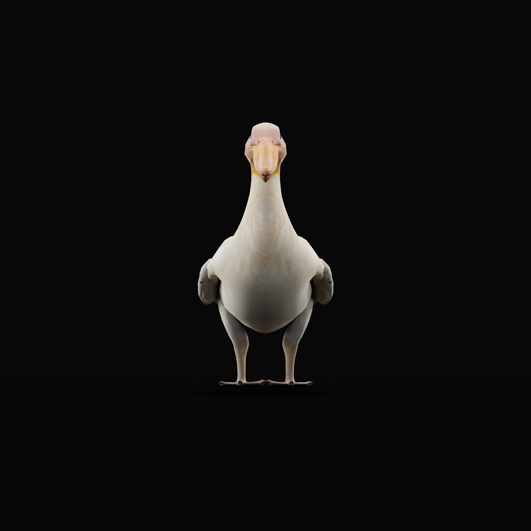Pelican Bird 3D model https://p.turbosquid.com/ts-thumb/Cs/whntY2/A9/armature_0001/jpg/1740066113/1920x1080/fit_q87/9ace09ce1c01c4e38818a0efc7563ef08034f4f4/armature_0001.jpg
