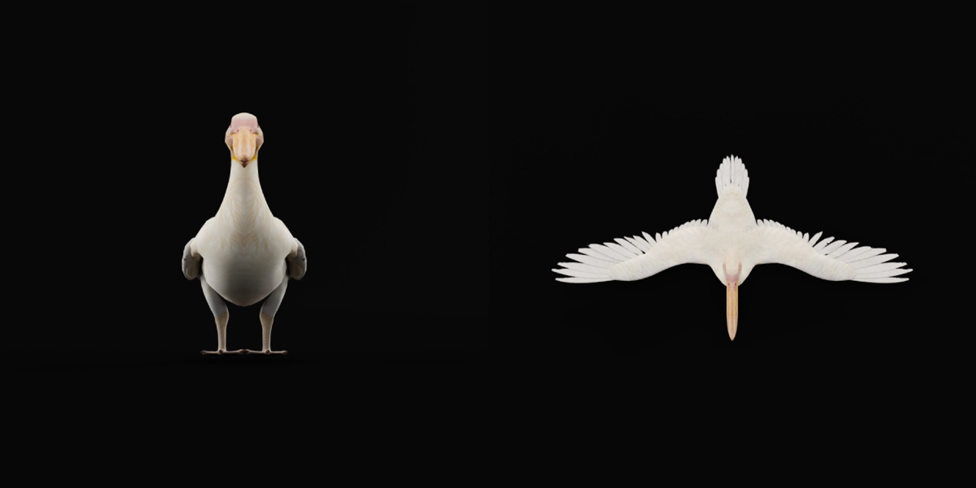 Pelican Bird 3D model https://p.turbosquid.com/ts-thumb/Cs/whntY2/G5/pelican_birds4/png/1740066118/1920x1080/fit_q87/b362a1361855c8920de0abc6c0314b2f10dfce9f/pelican_birds4.jpg