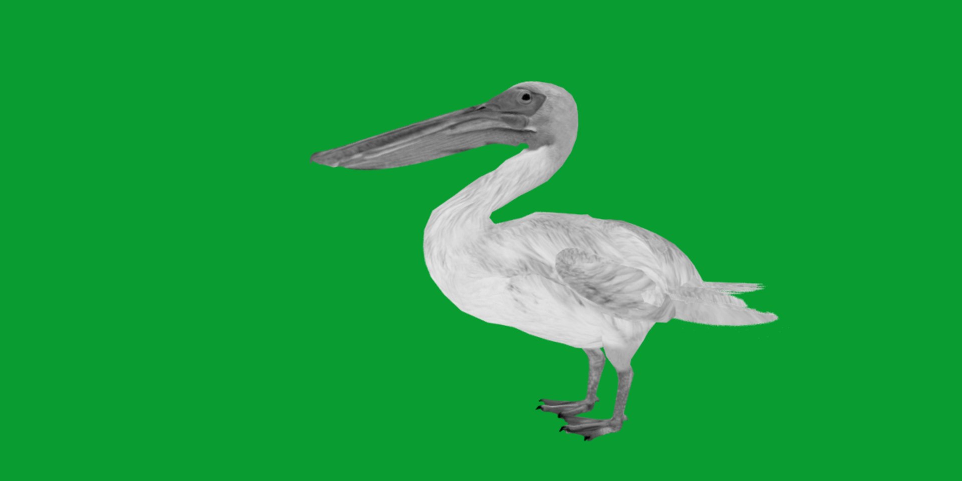 Pelican Bird 3D model https://p.turbosquid.com/ts-thumb/Cs/whntY2/Kk/pelican_birds15/png/1740066126/1920x1080/fit_q87/7426020d2112c64700d86727c5732d61b24fc01d/pelican_birds15.jpg