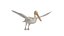 Pelikan Vogel