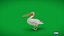Pelikan Vogel