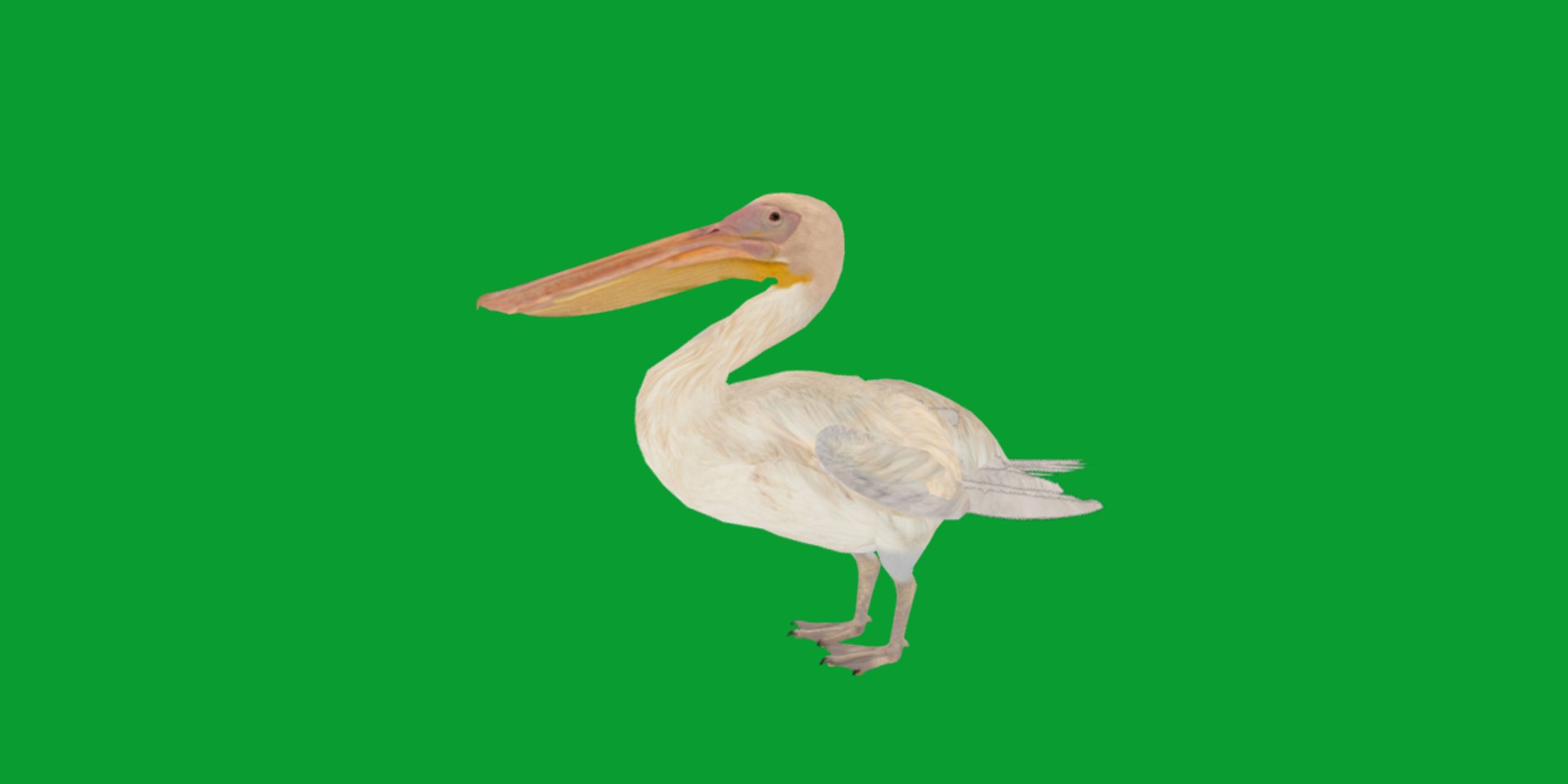 Pelican Bird 3D model https://p.turbosquid.com/ts-thumb/Cs/whntY2/UW/pelican_birds3/png/1740066118/1920x1080/fit_q87/2a96b29b043a9fdb64526ea99990e49a51b6e2cd/pelican_birds3.jpg