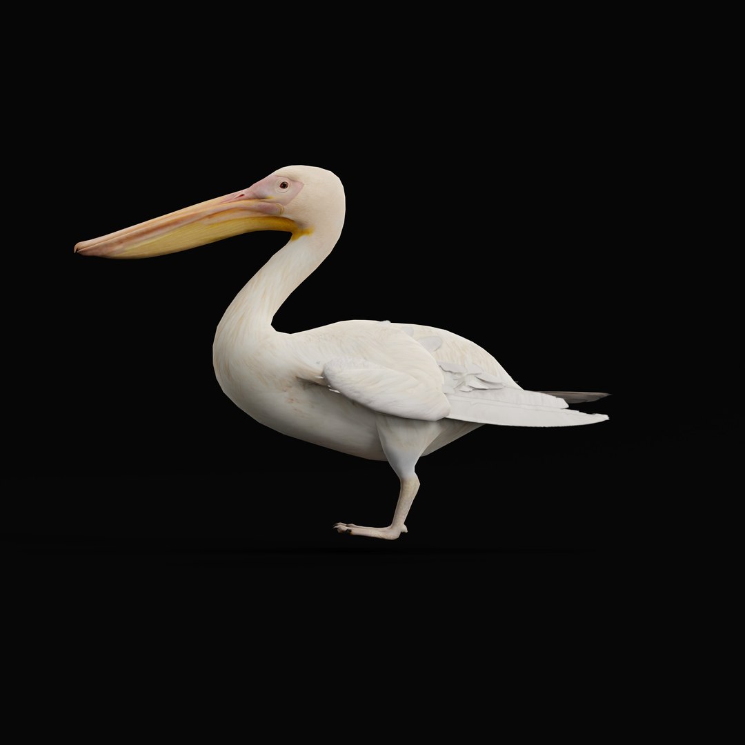 Pelican Bird 3D model https://p.turbosquid.com/ts-thumb/Cs/whntY2/WX/armature_0000/jpg/1740066139/1920x1080/fit_q87/1a409ba350774cc67c551fc0843d06c4f4e0cbf5/armature_0000.jpg
