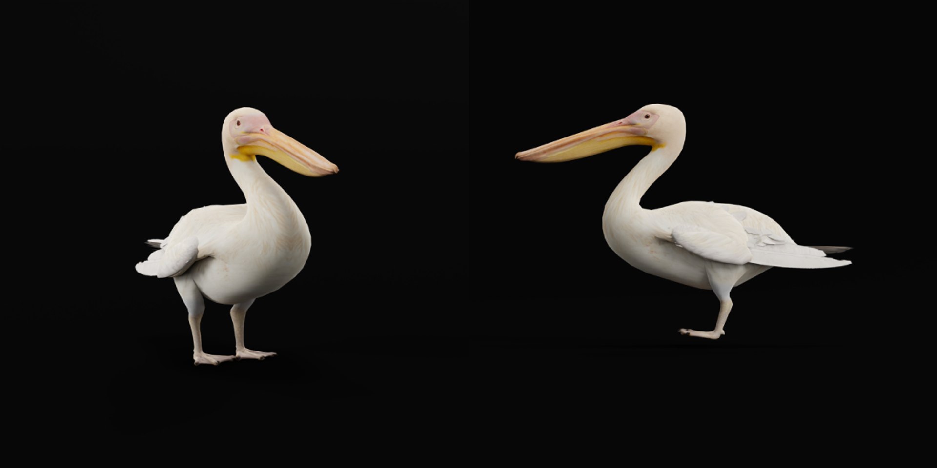 Pelican Bird 3D model https://p.turbosquid.com/ts-thumb/Cs/whntY2/bt/pelican_birds/png/1740066134/1920x1080/fit_q87/66945028a65c48a23b438a1de2f49d8e43a3f1d3/pelican_birds.jpg