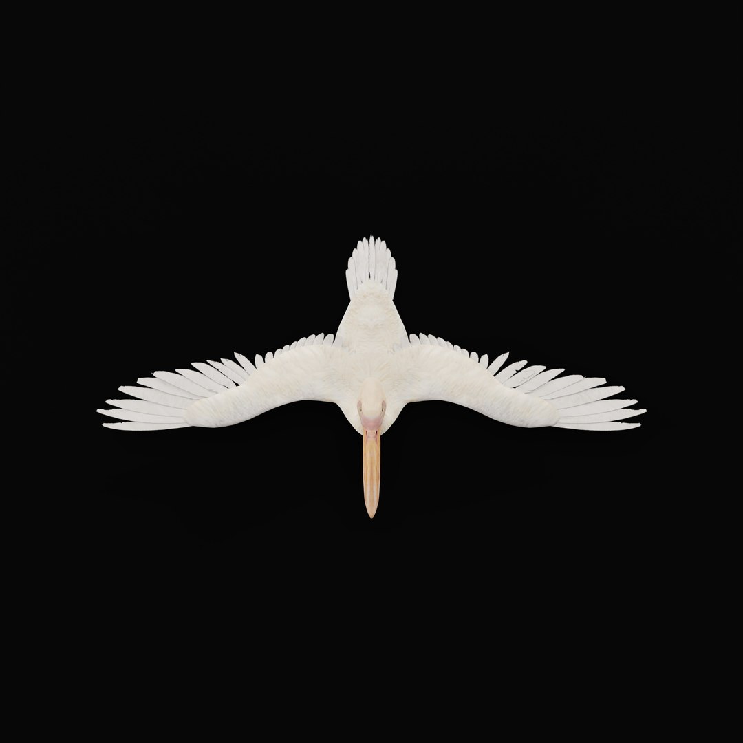 Pelican Bird 3D model https://p.turbosquid.com/ts-thumb/Cs/whntY2/iP/armature_0003/jpg/1740066114/1920x1080/fit_q87/375b1cb1eb4216133ee3e7605d6dfe61422edfcc/armature_0003.jpg