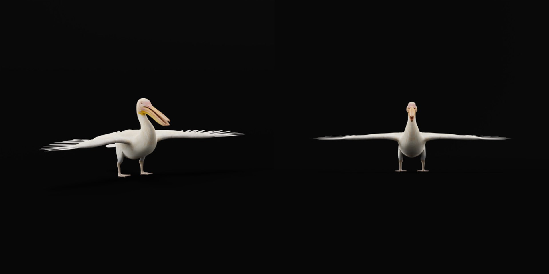 Pelican Bird 3D model https://p.turbosquid.com/ts-thumb/Cs/whntY2/nA/pelican_birds10/png/1740066122/1920x1080/fit_q87/7991481c35f1ec690839ec53d2e5700fd4c05f3e/pelican_birds10.jpg