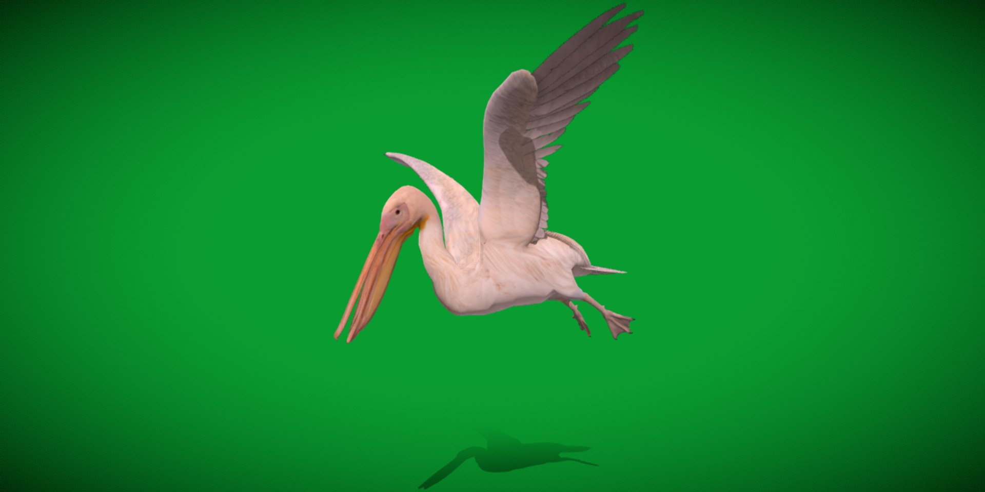 Pelican Bird 3D model https://p.turbosquid.com/ts-thumb/Cs/whntY2/w3/pelican_birds7/png/1740066121/1920x1080/fit_q87/23bf70726a822eb730d92d870e94cb5264a3d40d/pelican_birds7.jpg