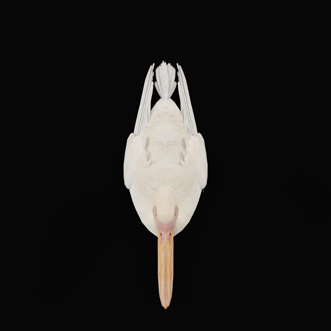 Pelican Bird 3D model https://p.turbosquid.com/ts-thumb/Cs/whntY2/wy/armature_0002/jpg/1740066113/1920x1080/fit_q87/a7322dfeaae56bad39b8f62f8d2afb00e26a2c27/armature_0002.jpg