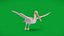 Pelikan Vogel
