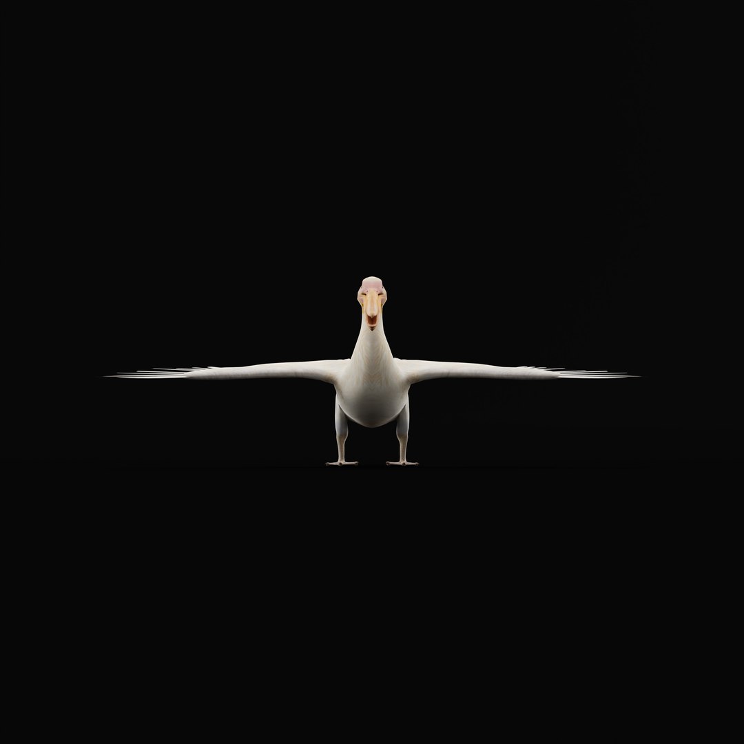 Pelican Bird 3D model https://p.turbosquid.com/ts-thumb/Cs/whntY2/zW/armature_0005/jpg/1740066116/1920x1080/fit_q87/2c30158bba398dbbeedd2e3b6bb236d11f7c9613/armature_0005.jpg