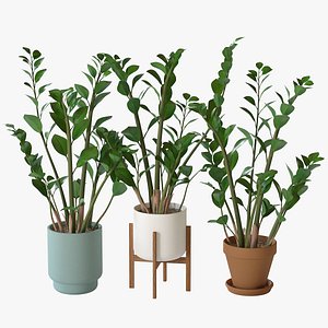 3D Zamioculcas plant with ceramic pots model