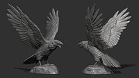 Raven spread its wings