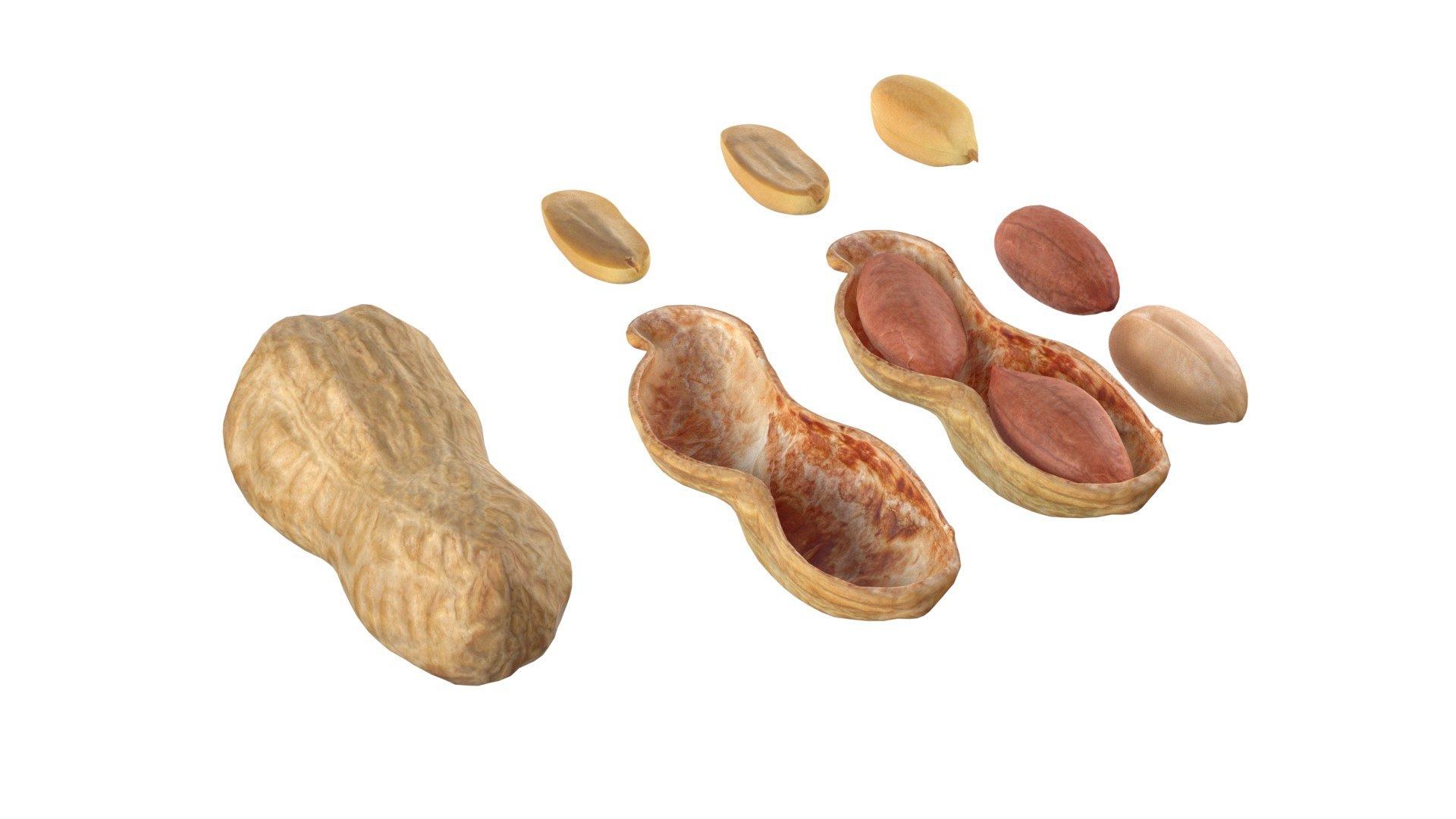 3D Peanut Collection - TurboSquid 2397406