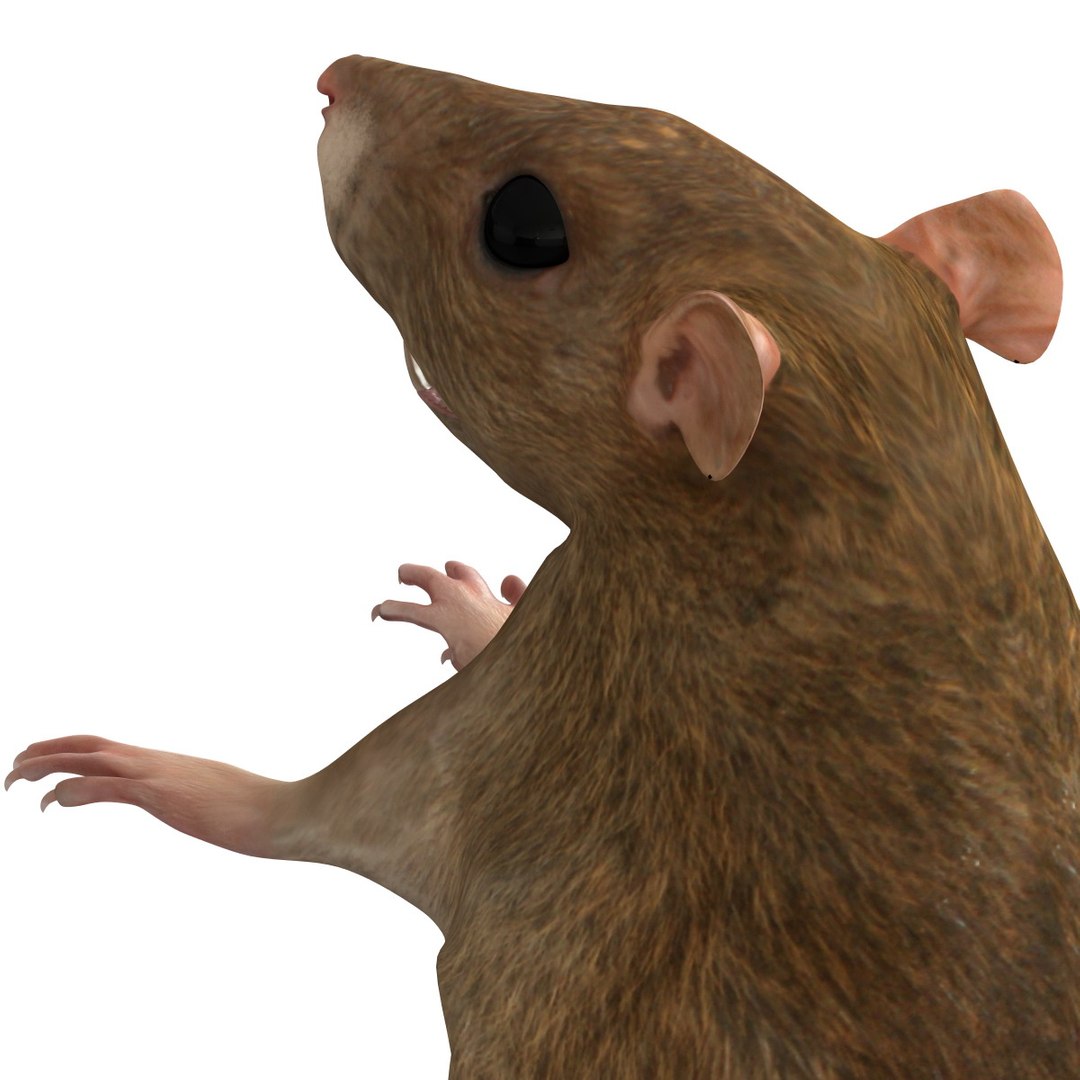 Rat Modelled 3d Model
