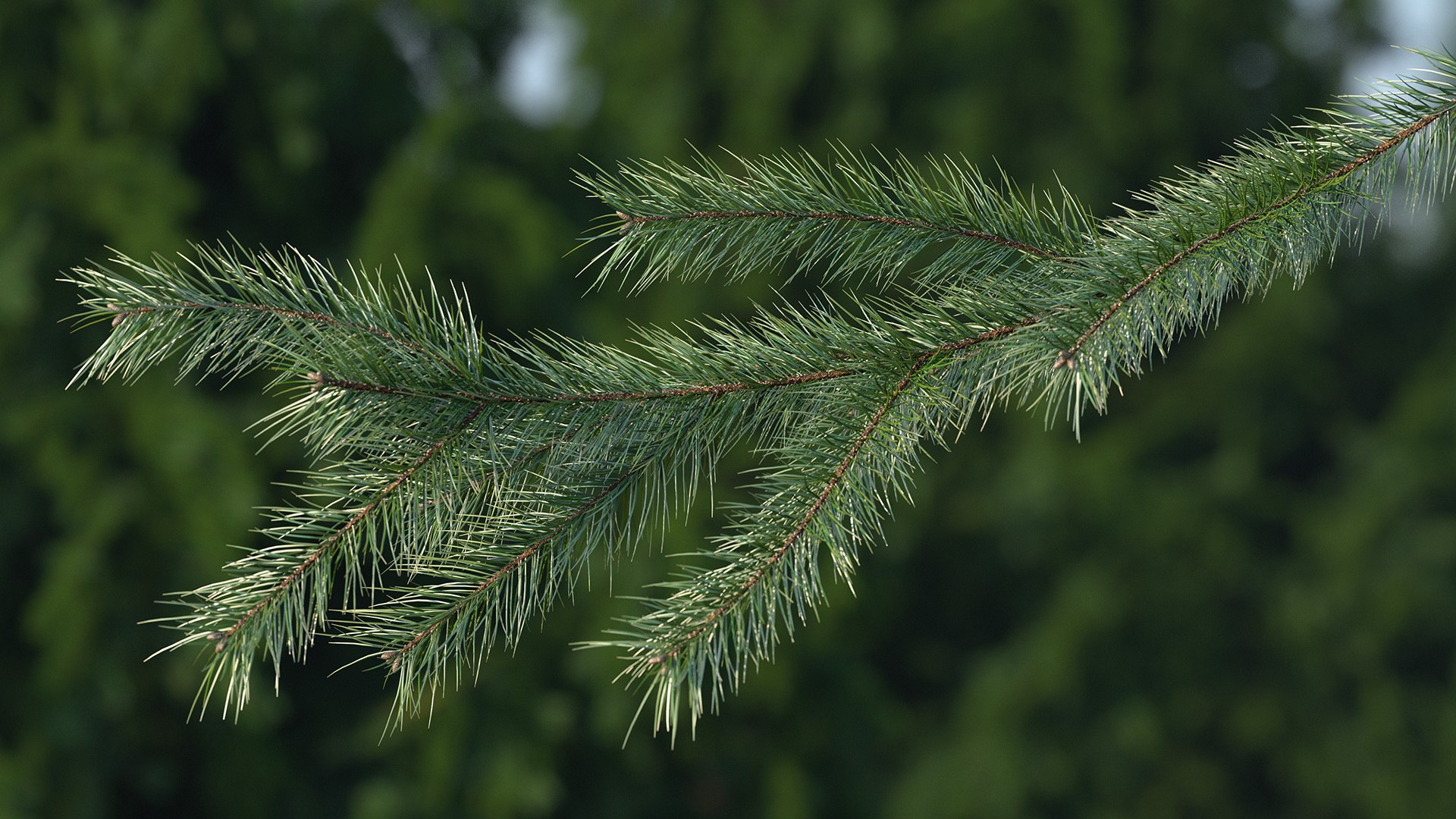 Green Pine Branch 3D model preview