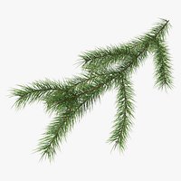 Green Pine Branch