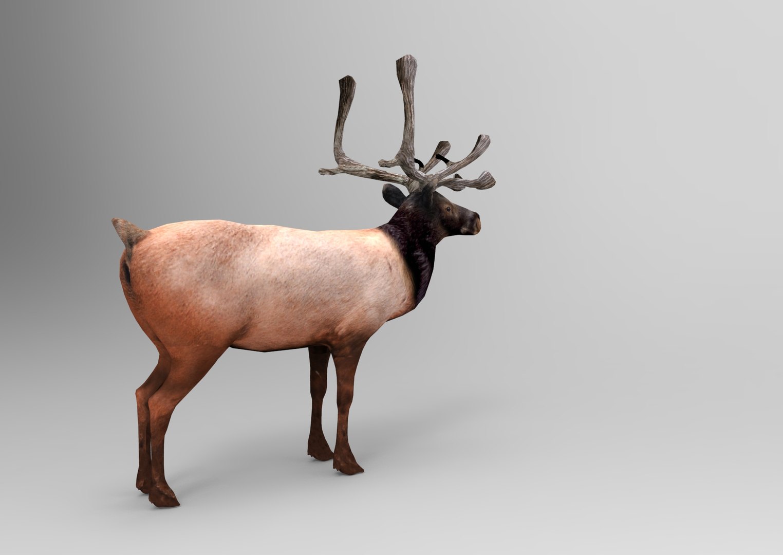 Reindeer Rigged Animation 3D Model - TurboSquid 1205535