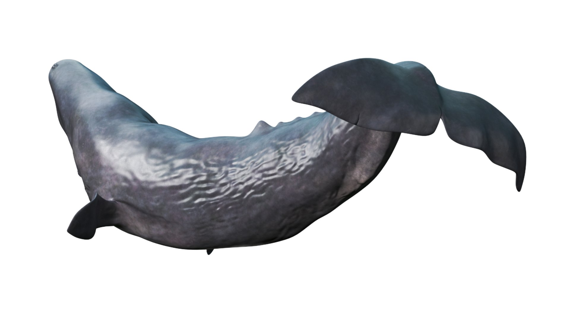 Toothed Whale Cachalot Eating Pose 3D model https://p.turbosquid.com/ts-thumb/Ct/TLzoya/03/reproduction__toothed_whale_cachalot_eating_pose_006/jpg/1702306323/1920x1080/fit_q87/bda5d28fb8a2d6b041778e764505a311b88263a1/reproduction__toothed_whale_cachalot_eating_pose_006.jpg