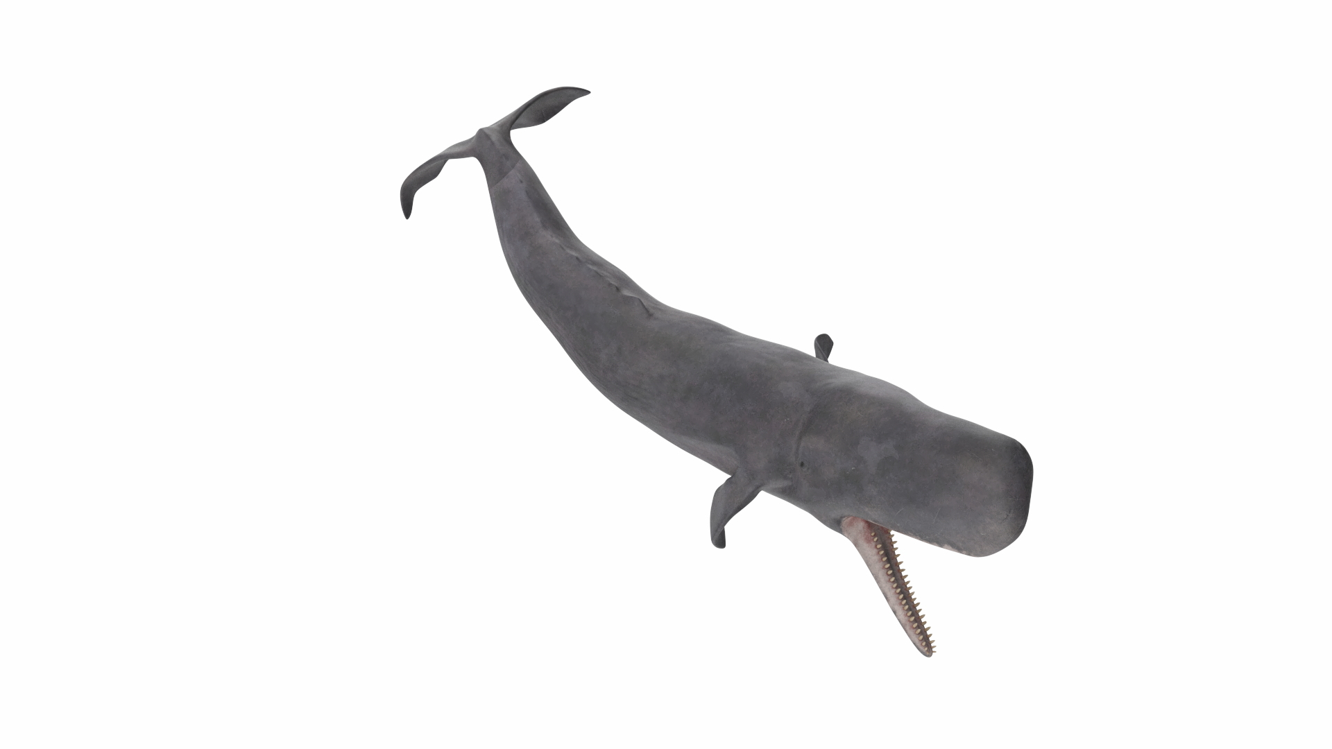 Toothed Whale Cachalot Eating Pose 3D model https://p.turbosquid.com/ts-thumb/Ct/TLzoya/MC/reproduction__toothed_whale_cachalot_eating_pose_360/jpg/1702209801/1920x1080/turn_fit_q99/0b78319a1d05296aa792de75dee2b61fa72ff660/reproduction__toothed_whale_cachalot_eating_pose_360-1.jpg