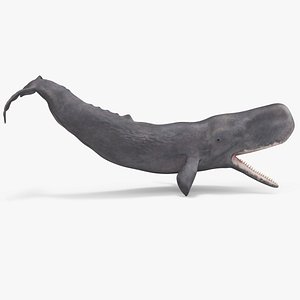 Toothed Whale Cachalot Eating Pose
