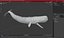 Toothed Whale Cachalot Eating Pose
