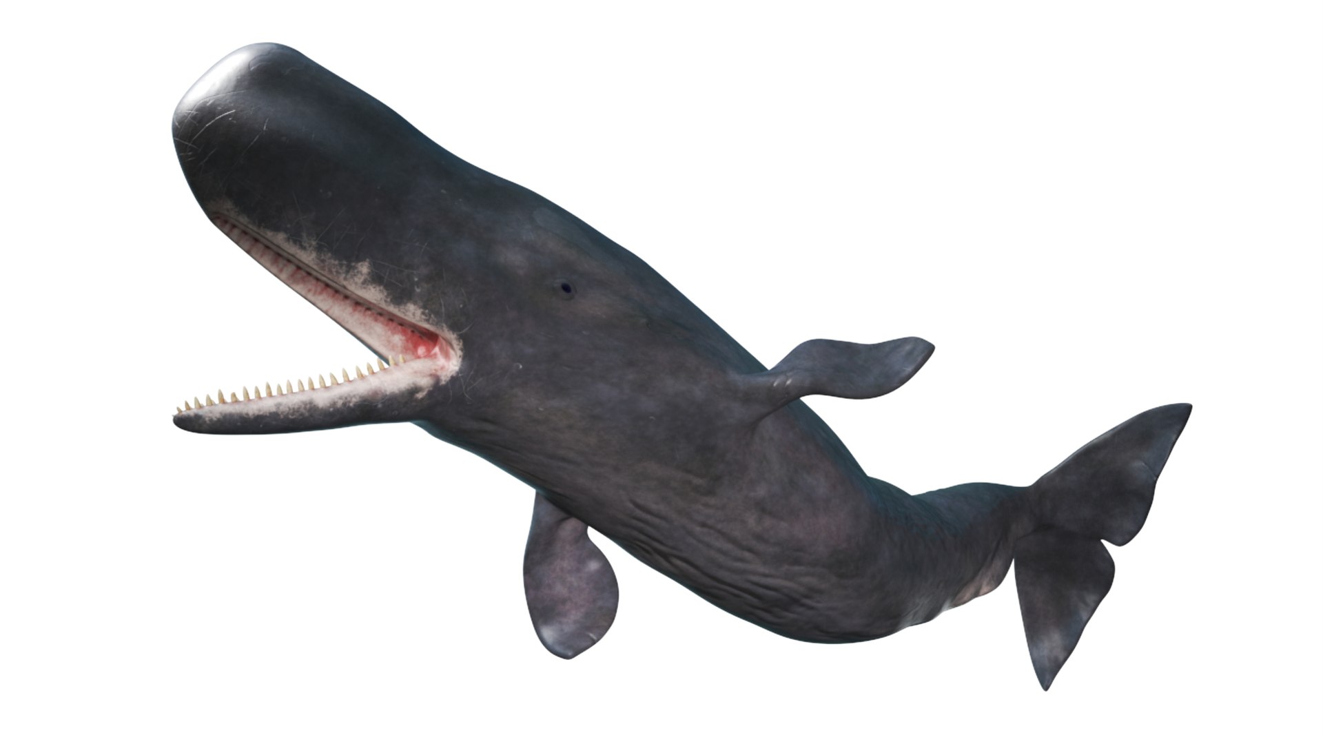 Toothed Whale Cachalot Eating Pose 3D model https://p.turbosquid.com/ts-thumb/Ct/TLzoya/nr/reproduction__toothed_whale_cachalot_eating_pose_008/jpg/1702306325/1920x1080/fit_q87/6f6541cae45705c88a8d7535f18beade62b5bfb8/reproduction__toothed_whale_cachalot_eating_pose_008.jpg