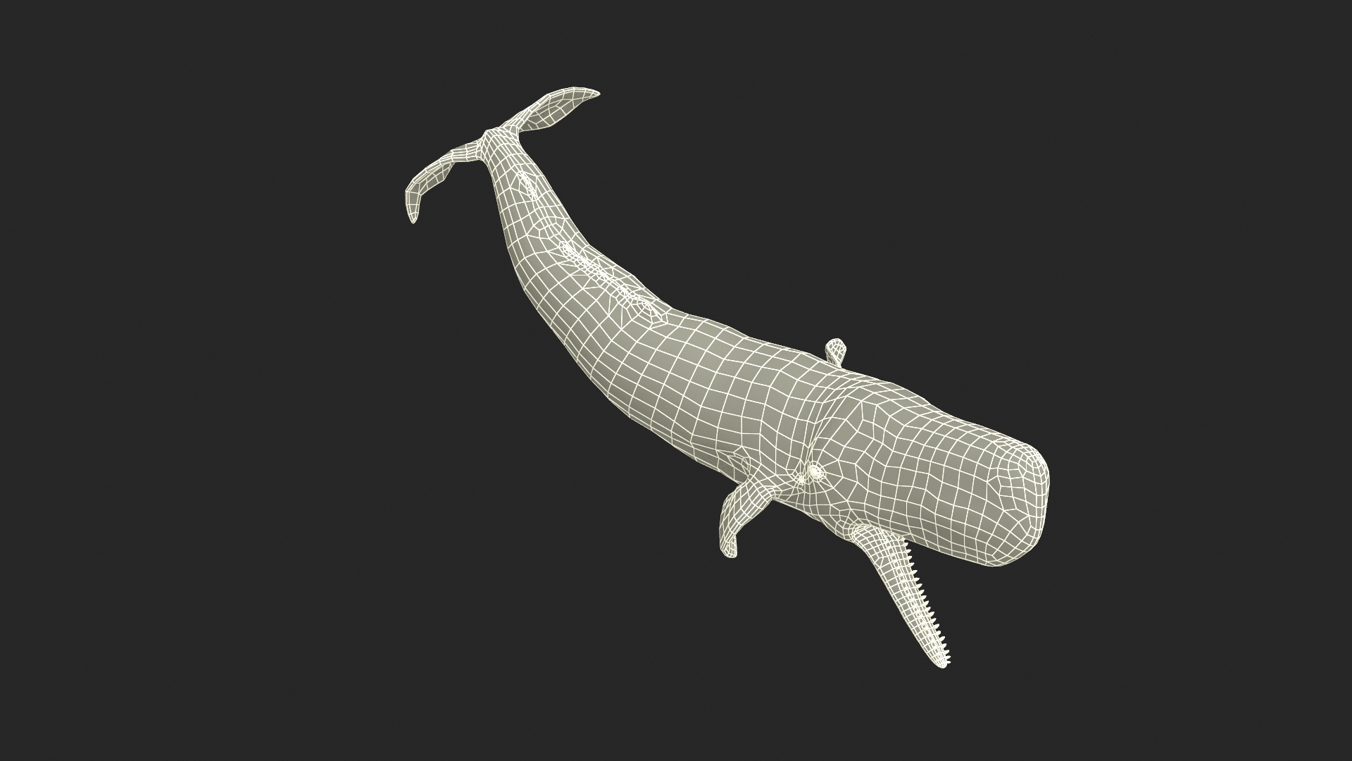 Toothed Whale Cachalot Eating Pose 3D model https://p.turbosquid.com/ts-thumb/Ct/TLzoya/zf/toothed_whale_cachalot_eating_pose_361/jpg/1697065661/1920x1080/turn_fit_q99/444b5ab934152ecb48cf8575b6f97d326eb76a97/toothed_whale_cachalot_eating_pose_361-1.jpg