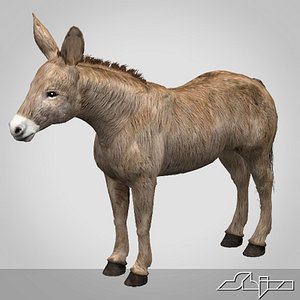 3d donkey