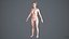 Varredura de mulher humana - 137FBody 1024 - Rigge
