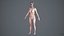 Varredura de mulher humana - 137FBody 1024 - Rigge