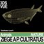 Ziege A