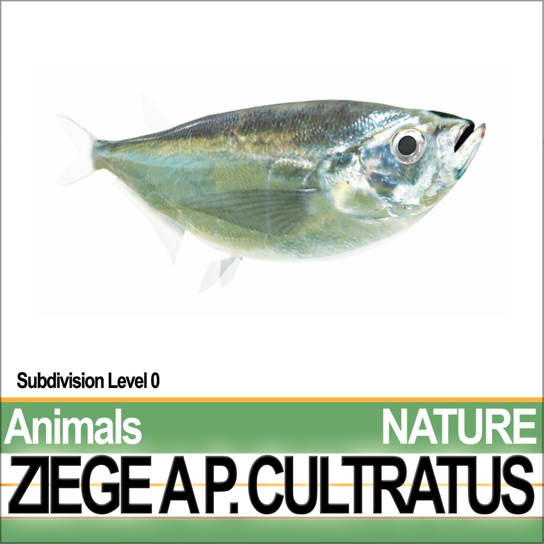 c4d ziege pelecus cultratus https://p.turbosquid.com/ts-thumb/Ct/j6fVSR/Hr/natureziegeaab2/jpg/1689611656/1920x1080/fit_q87/6635576b6d890e9c2a2b5cf55cf0d6f51a45d174/natureziegeaab2.jpg