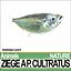 Ziege A