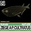 Ziege A