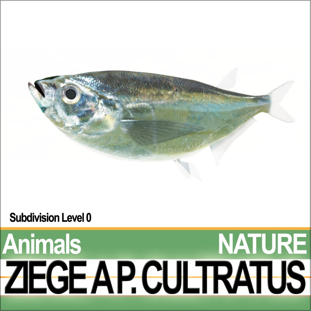 c4d ziege pelecus cultratus https://p.turbosquid.com/ts-thumb/Ct/j6fVSR/Oh/natureziegeaab1/jpg/1689611636/1920x1080/fit_q87/43c938c39285e9a48607072295a7fbd5e9d58313/natureziegeaab1.jpg