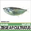 Ziege A