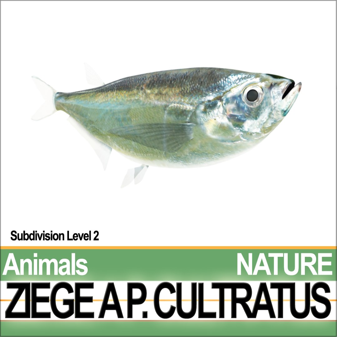 c4d ziege pelecus cultratus https://p.turbosquid.com/ts-thumb/Ct/j6fVSR/Y3/natureziegeaaa2/jpg/1689611622/1920x1080/fit_q87/eda82f5d6a48ff8d63ab024f7a38d2cde8cb53ce/natureziegeaaa2.jpg