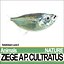 Ziege A
