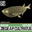 Ziege A