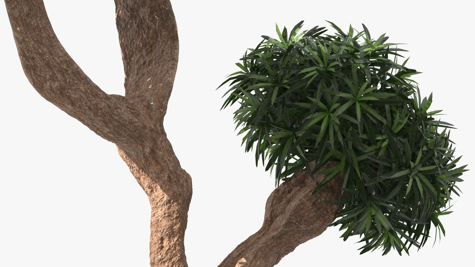 3D Podocarpus Small Tree https://p.turbosquid.com/ts-thumb/Ct/q95szV/Gy/podocarpussmalltree3dsmodel008/jpg/1632168776/1920x1080/fit_q87/6a2bec047f8d8b1a0643e9c52825e619ff6ae08c/podocarpussmalltree3dsmodel008.jpg