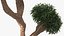Podocarpus Small Tree
