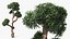 Podocarpus Small Tree
