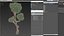 Podocarpus Small Tree